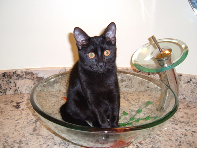 cat